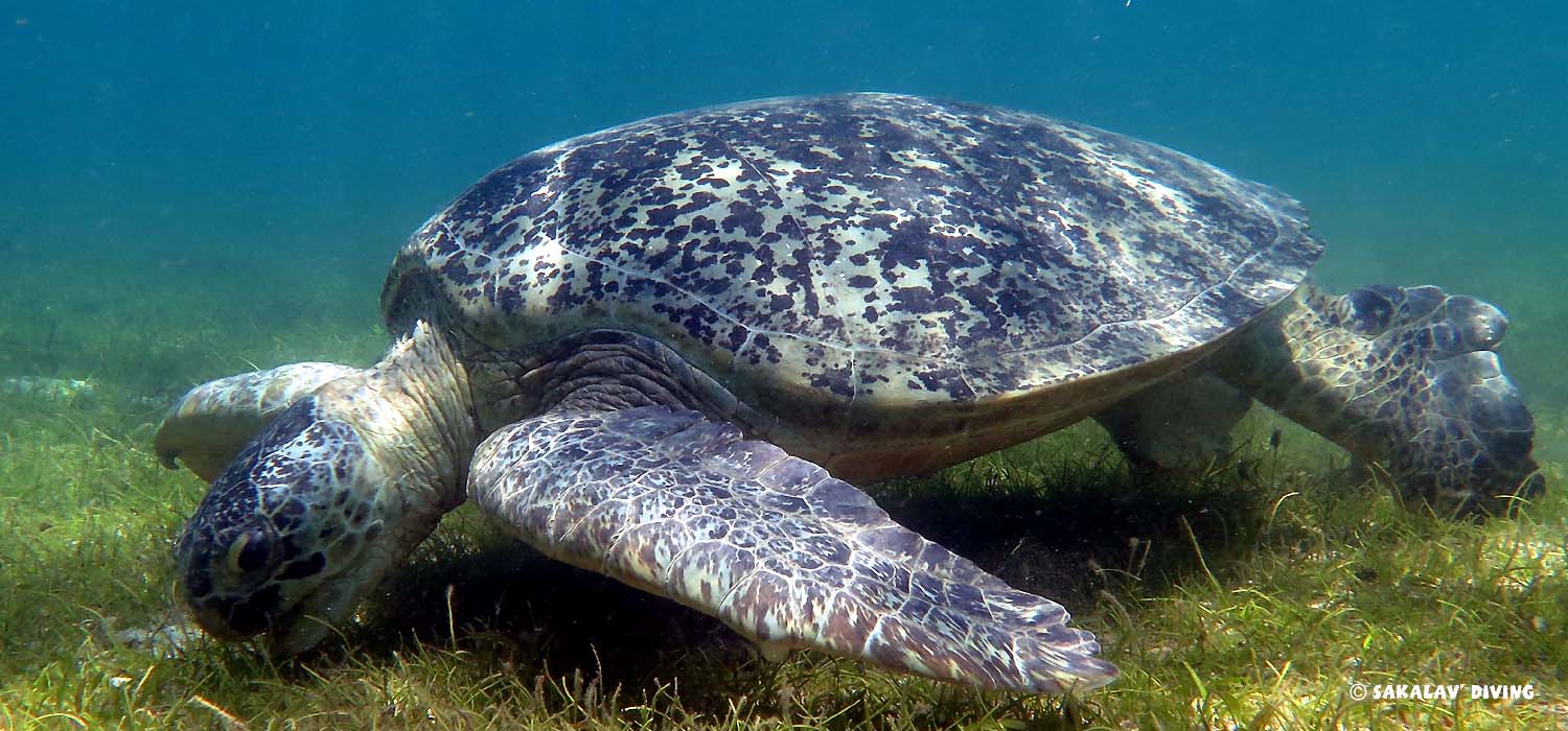 Nosy Be : inter plongée avec tortues vertes
